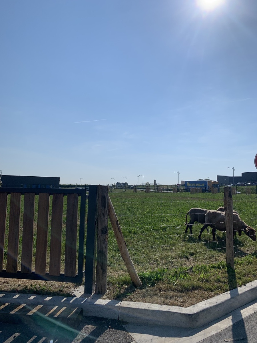 Des moutons pour entretenir nos espaces verts à Ruitz