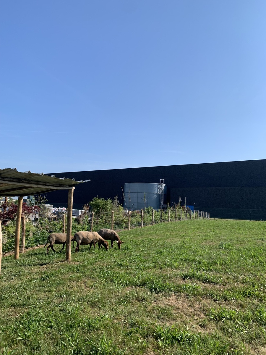 Des moutons pour entretenir nos espaces verts à Ruitz